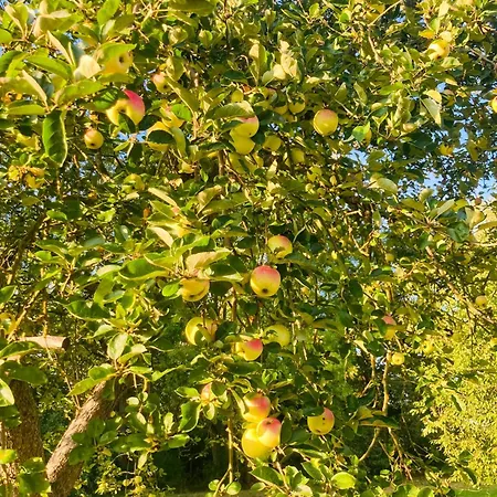 Дом отдыха Idyllic Vacation In The Elbe Floodplains *